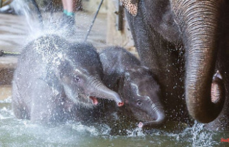 Saxony: Ambassador baptizes elephant daughter "Precious Jewel"