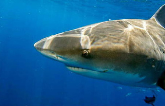 Eight-year-old boy miraculously escapes shark attack!