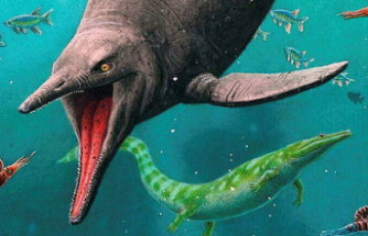 The mystery of the oldest prehistoric lizardfish