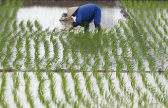 In Vietnam, ways to reduce the impact of rice on global warming