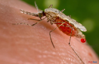 In Kenya, the spread of a new mosquito thwarts the fight against malaria
