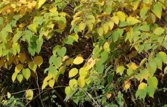 Japanese knotweed: should we be afraid of this invasive plant?