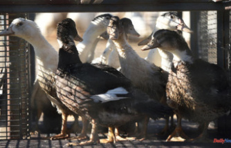 Avian flu: 'very effective' vaccines on ducks