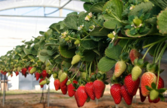 Economy Lidl and Aldi distance themselves from the boycott of the strawberry from Huelva and will continue buying from Spain for its "demanding quality"