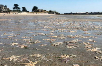 Hundreds of starfish wash up in Brittany