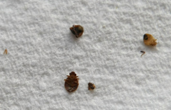 Bedbugs: Paris City Hall proposes that the risk of infestation be included “in the home insurance contract”