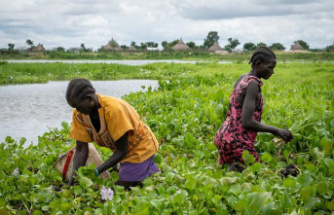 In South Sudan, the 'world's worst aquatic weed' makes good charcoal
