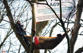 A69 motorway: environmentalists perched in trees in front of the European Court of Human Rights