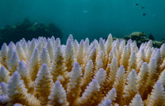 Coral reefs all over the planet affected by bleaching