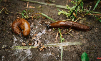 Climbing and greedy: Spanish slugs are "vultures of the gardens"