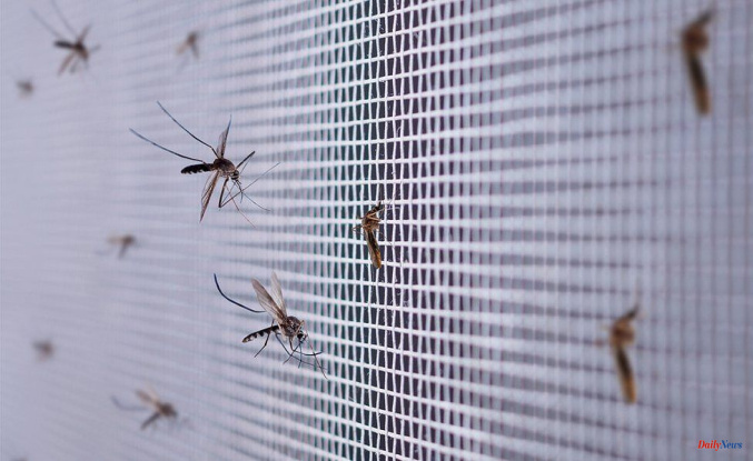Zika and dengue might make mosquitoes more attracted to humans