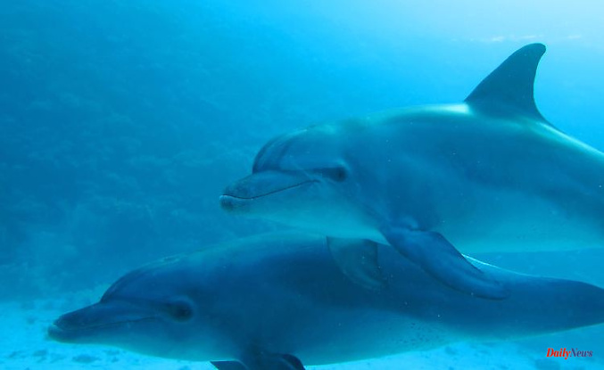 Driving prey into nets: Dolphins hunt together with fishermen