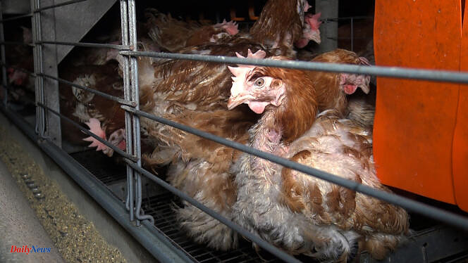 Animal welfare: a citizen collective files a complaint against the European Commission for inaction against cage farming