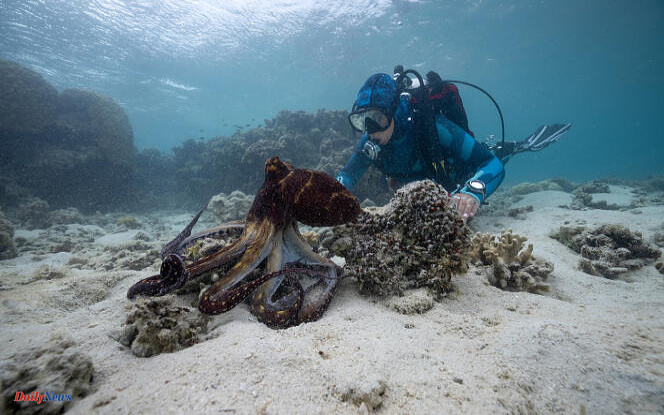 “The Secrets of Octopuses”, on National Geographic: orphaned and intelligent, octopuses just want to communicate